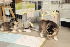 Beeztees Puppy Cosy Doggy - Hondenspeelgoed - Grijs - 120x12x9,5 Cm -Hondenbenodigdheden 1200x800 220