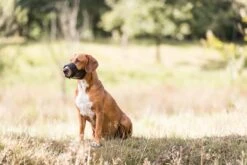 Trixie Muilkorf Polyester Met Gaas Inzet Zwart (M 19-26 CM) -Hondenbenodigdheden 1200x800 27