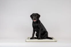 Easypets Puppy Training Pads - Zindelijkheidstraining - Hondentoilet - 60 X 60 Cm - 250 Stuks - INCL. PADHOUDER -Hondenbenodigdheden 1200x800 29