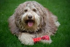 Kauwbot Hond Extra Sterk Kauwspeelgoed Melk Geur Smaak Honden Speelgoed - Rood Wit - Dutchwide 16 Kauwbot Hond Extra Sterk Kauwspeelgoed Melk Geur Smaak Honden Speelgoed - Rood Wit - Dutchwide -Hondenbenodigdheden 1200x800 95