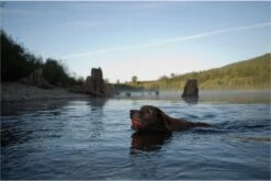 Chuckit! Ultra Bal - L - 7 Cm -Hondenbenodigdheden 1200x802 10