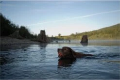 Chuckit! Ultra Ball L – Honden Speelgoed – Apporteren – Drijft Op Water – Stuitert – Veilig Voor Gebit – Honden Bal – Ideaal Met De Ballenwerper – Ø 7cm – Oranje/Blauw – Apporteerspeelgoed – 2-Pack -Hondenbenodigdheden 1200x802 12