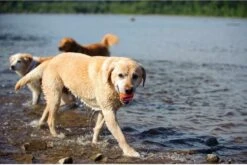 Chuckit! Chuckit Ultra Ball Hondenspeelgoed - Oranje - M - 2 Ballen - Ø 6cm -Hondenbenodigdheden 1200x804 11