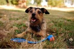 Chuckit! Chuckit Pro Ball - Werpstok - Apporteren- 25m Ver - 63 Cm -Hondenbenodigdheden 1200x804 13