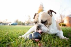 Kong Extreme 25 Kong Extreme -Hondenbenodigdheden 1200x805 6