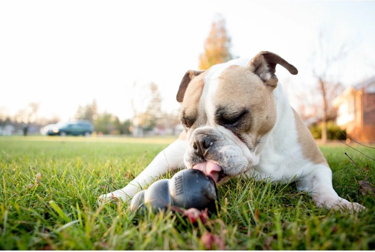 Kong Extreme 6 Kong Extreme - Afbeelding 4