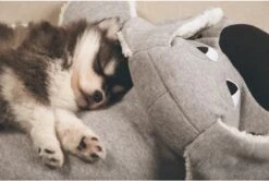 Beeztees Puppy Boomba XL - Hondenspeelgoed - Grijs - 70x40x21 Cm 9 Beeztees Puppy Boomba XL - Hondenspeelgoed - Grijs - 70x40x21 Cm -Hondenbenodigdheden 1200x806 13