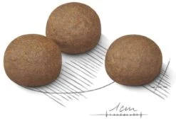 Royal Canin Digestive Care Maxi - Hondenvoer - 12 Kg -Hondenbenodigdheden 1200x816 1