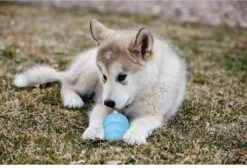 Kong Puppy - Hondenspeelgoed - Assorti - L 29 Kong Puppy - Hondenspeelgoed - Assorti - L -Hondenbenodigdheden 1200x818 4