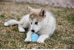 Kong Puppy - Kauwbot Hondenspeelgoed Small - Kauwbot - 85mm X 42mm - Groen/Wit 28 Kong Puppy - Kauwbot Hondenspeelgoed Small - Kauwbot - 85mm X 42mm - Groen/Wit -Hondenbenodigdheden 1200x818 5