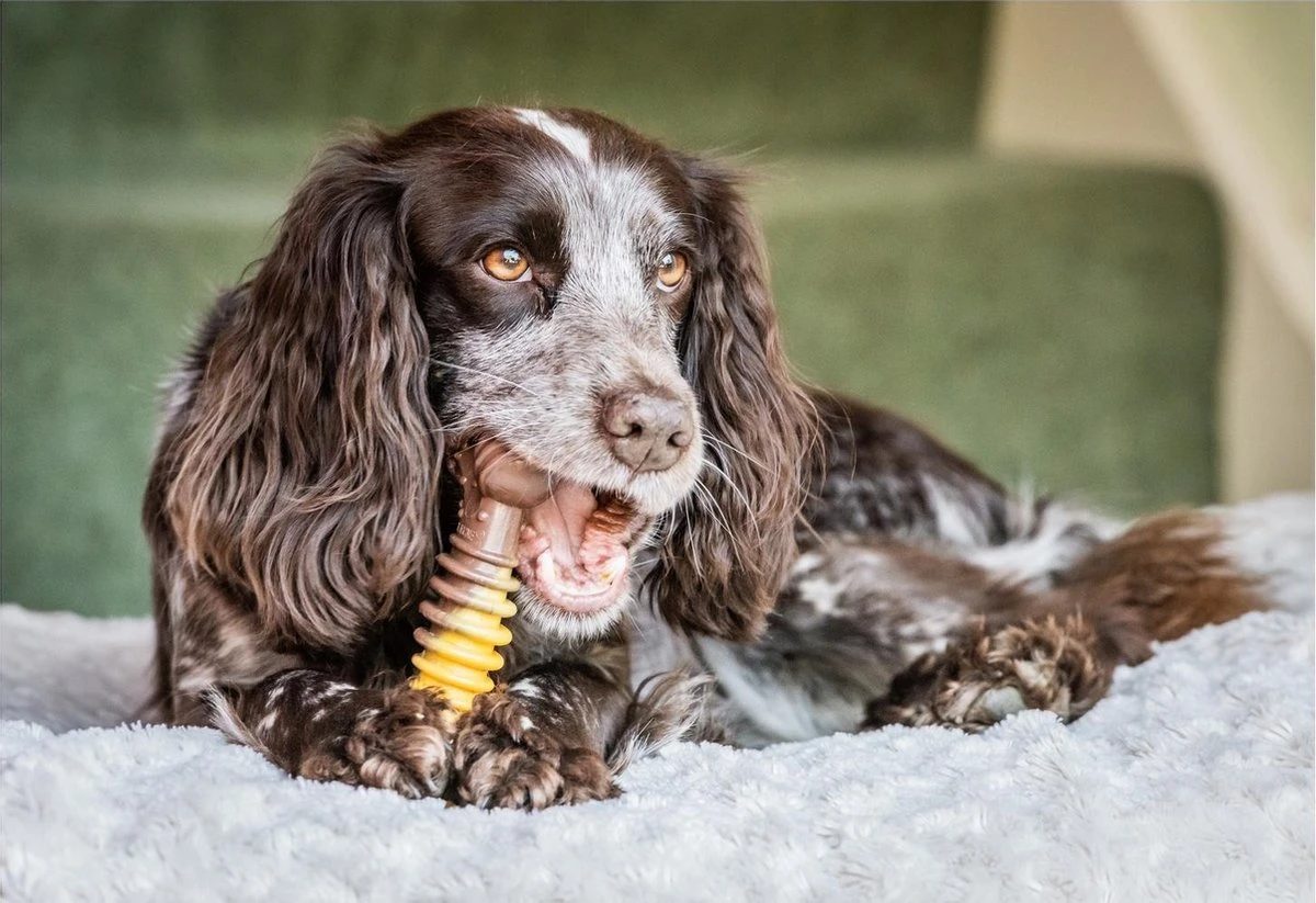 Nylabone Extreme Kauwbot Met Rund- En Kaassmaak - Voor Krachtige Kauwers - In S/M/XL - X-Large 9 Nylabone Extreme Kauwbot Met Rund- En Kaassmaak - Voor Krachtige Kauwers - In S/M/XL - X-Large - Afbeelding 7