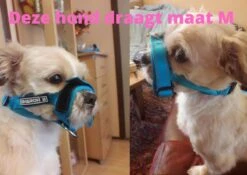 Sharon B Muilkorf Paars Maat M - Fleece - Wasbaar - Reflecterend 14 Sharon B Muilkorf Paars Maat M - Fleece - Wasbaar - Reflecterend -Hondenbenodigdheden 1200x852 4