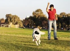 Kong Extreme 41 Kong Extreme -Hondenbenodigdheden 1200x881 6