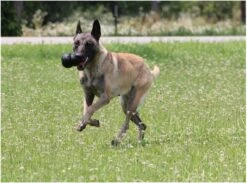 Kong Extreme 27 Kong Extreme -Hondenbenodigdheden 1200x887 5