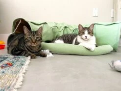 Pishoo® Kattentunnel - Speeltunnel Kat - Kattenspeeltjes - Kattenmand - Kattenhuis - Lichtgroen -Hondenbenodigdheden 1200x900 39