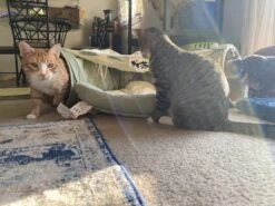 Pishoo® Kattentunnel - Speeltunnel Kat - Kattenspeeltjes - Kattenmand - Kattenhuis - Lichtgroen -Hondenbenodigdheden 1200x900 40