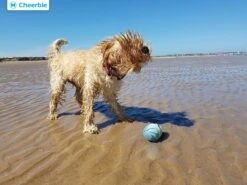 Cheerble Wicked Ball W1| Geel| Zelf Rollende Bal Voor Honden | 3 Automatische Speelmodi | Interactief En Intelligentie Hondenspeelgoed | Hondenspeeltje| USB Oplaadbaar 17 Cheerble Wicked Ball W1| Geel| Zelf Rollende Bal Voor Honden | 3 Automatische Speelmodi | Interactief En Intelligentie Hondenspeelgoed | Hondenspeeltje| USB Oplaadbaar -Hondenbenodigdheden 1200x900 43