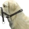 Beeztees Dog Control - Halsband Hond - Zwart - M -Hondenbenodigdheden 1200x917 1