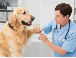 Woodoro Nagelknipper Nagelvijl Nagelschaar Voor Hond En Kat - Incl. Veiligheidsstop -Hondenbenodigdheden 1200x928 2