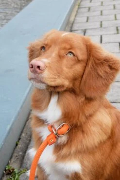 Rebel Petz - Honden Trainingslijn Met Halsband - Taupe, Zwart, Groen & Oranje - Maat Small Of Large - Kleur: Oranje, Maat: Large 34 Rebel Petz - Honden Trainingslijn Met Halsband - Taupe, Zwart, Groen & Oranje - Maat Small Of Large - Kleur: Oranje, Maat: Large -Hondenbenodigdheden 800x1200 1