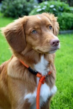 Rebel Petz - Honden Trainingslijn Met Halsband - Taupe, Zwart, Groen & Oranje - Maat Small Of Large - Kleur: Oranje, Maat: Large 38 Rebel Petz - Honden Trainingslijn Met Halsband - Taupe, Zwart, Groen & Oranje - Maat Small Of Large - Kleur: Oranje, Maat: Large -Hondenbenodigdheden 800x1200 3