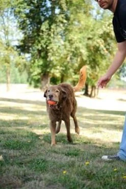 Chuckit! Chuckit Ultra Ball Hondenspeelgoed - Oranje - M - 2 Ballen - Ø 6cm -Hondenbenodigdheden 800x1200 35