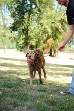 Chuckit! Chuckit Ultra Ball - XXL - 11 Cm -Hondenbenodigdheden 800x1200 52