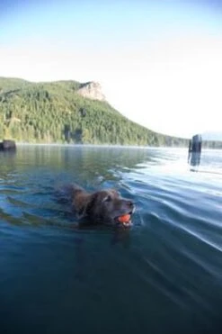 Chuckit! Ultra Ball XL – Honden Speelgoed – Ø 9 Cm – Oranje/Blauw – Apporteerspeelgoed – 1-Pack 22 Chuckit! Ultra Ball XL – Honden Speelgoed – Ø 9 Cm – Oranje/Blauw – Apporteerspeelgoed – 1-Pack -Hondenbenodigdheden 800x1200 53