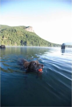 Chuckit! Ultra Bal - L - 7 Cm -Hondenbenodigdheden 801x1200 3