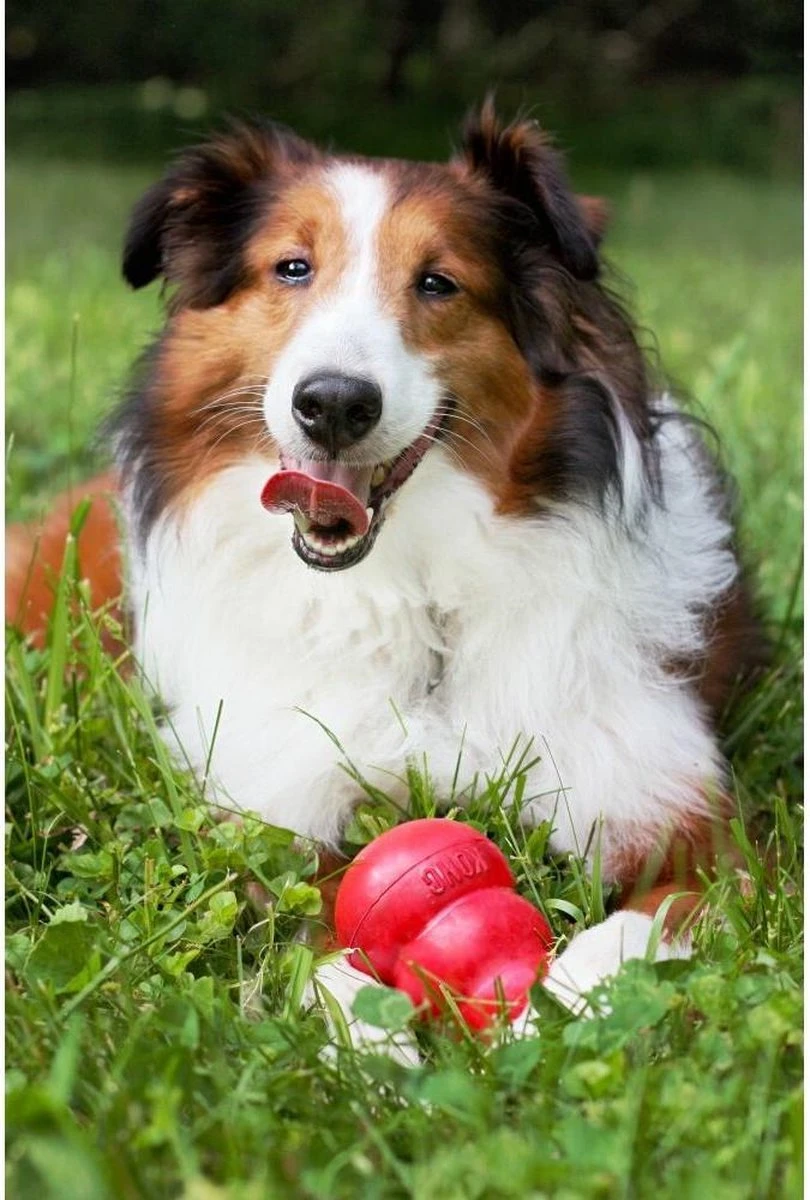Kong Kauwbot - Hondenspeelgoed - Rood - L 6 Kong Kauwbot - Hondenspeelgoed - Rood - L - Afbeelding 4