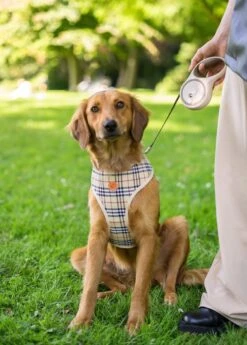 Hondenriem - Leiband Hond - Rollijn - 5 Meter - Beige - Riem Met Oprolsysteem - Hondenriem Flexi - Hondenlijn - Uitlaatriem -Hondenbenodigdheden 858x1200