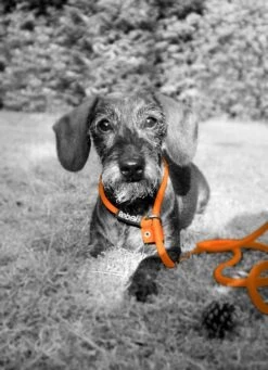 Rebel Petz - Honden Trainingslijn Met Halsband - Taupe, Zwart, Groen & Oranje - Maat Small Of Large - Kleur: Taupe, Maat: Large -Hondenbenodigdheden 870x1200 2