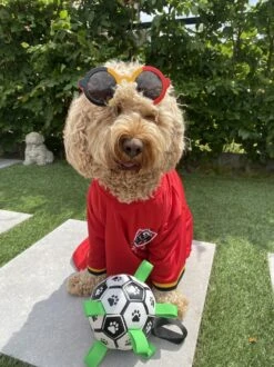 Honden Speelgoed Bal Voetbal Extra Sterk Met Handvaten Ball Hondenbal - 15 Cm - Dutchwide 23 Honden Speelgoed Bal Voetbal Extra Sterk Met Handvaten Ball Hondenbal - 15 Cm - Dutchwide -Hondenbenodigdheden 899x1200 21