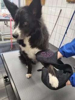 N4dogs – Hondenhanddoek – Honden Handdoek – Microvezel Handdoek – Handdoek Hond – Droogdoek Hond – Dierendeken – Sterk Absorberend – Handdoek Met Zakken - Zwart - 66 X 23 Cm 10 N4dogs – Hondenhanddoek – Honden Handdoek – Microvezel Handdoek – Handdoek Hond – Droogdoek Hond – Dierendeken – Sterk Absorberend – Handdoek Met Zakken - Zwart - 66 X 23 Cm -Hondenbenodigdheden 900x1200 13