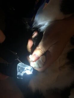 SunnyPets - Professionele Dieren Nagelknipper - Wit - Met LED En Vijl - Hond - Kat - Geschikt Voor Alle - Nageltang 12 SunnyPets - Professionele Dieren Nagelknipper - Wit - Met LED En Vijl - Hond - Kat - Geschikt Voor Alle - Nageltang -Hondenbenodigdheden 900x1200 15
