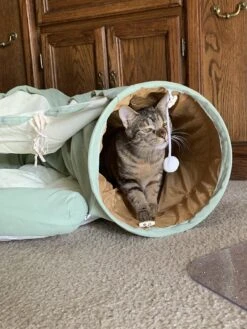 Pishoo® Kattentunnel - Speeltunnel Kat - Kattenspeeltjes - Kattenmand - Kattenhuis - Lichtgroen -Hondenbenodigdheden 900x1200 41