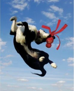 Kong Wubba - Hondenspeelgoed - Assorti - L: 36 Cm -Hondenbenodigdheden 973x1200 5