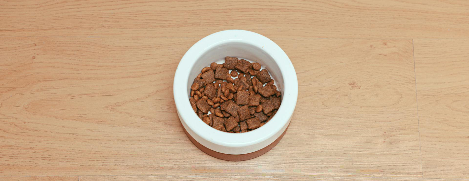 Hondenbenodigdheden 1 Hondenbenodigdheden -Hondenbenodigdheden pexels cup of couple 8473516