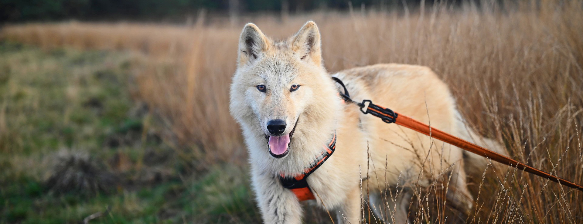 Hondenbenodigdheden 3 Hondenbenodigdheden -Hondenbenodigdheden wolfdog 5774194 1920